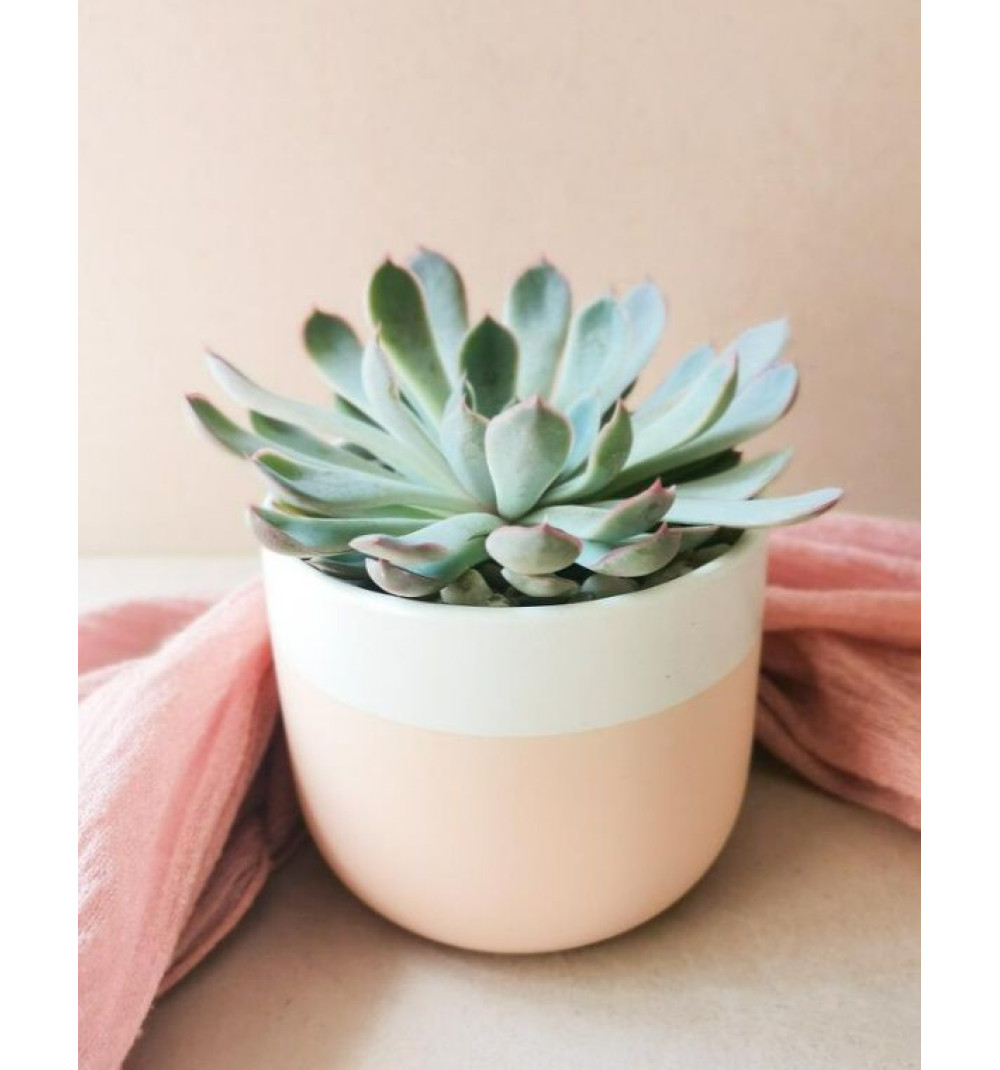 Эхеверия Линдсиана