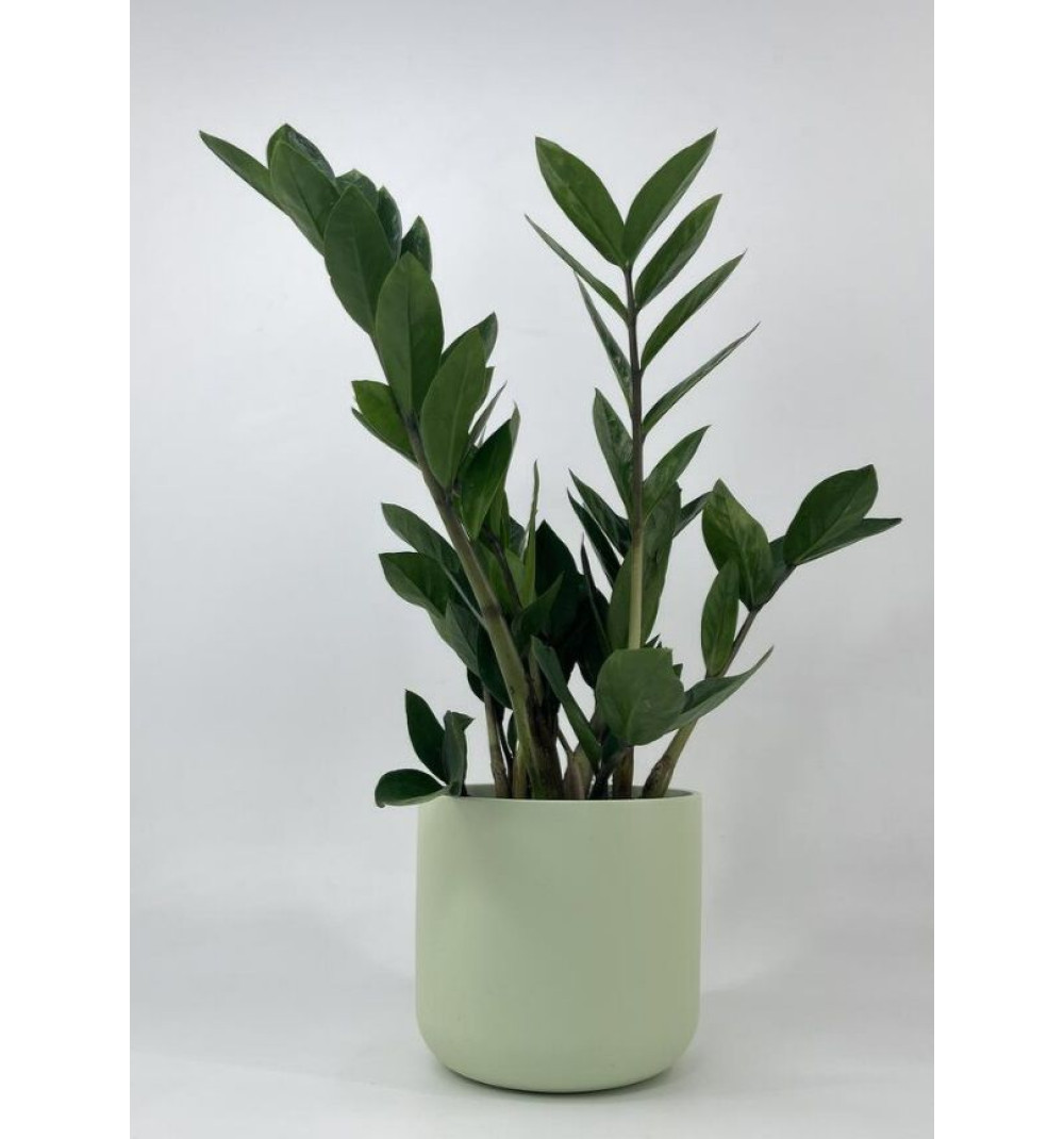 Комнатное растение Замиокулькас